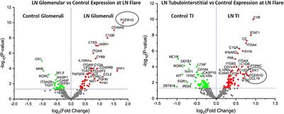 A Novel Inflammatory Dendritic Cell That Is Abundant and Contiguous to T Cells in the Kidneys of Patients With Lupus Nephritis